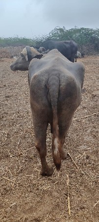 ભેંસ વેચવાની છે . ફુલ જવાબદારી
