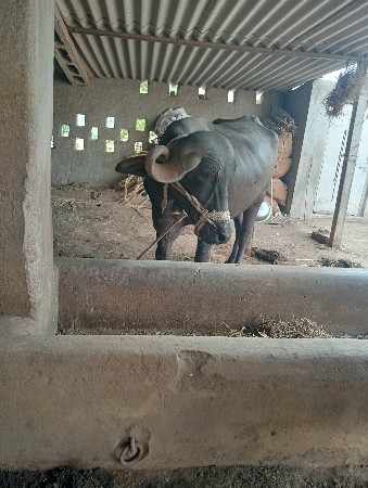 વેચવાની છે ખડેલી