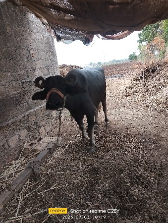 Bhesh vechvani che