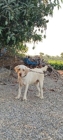 લેબ્રાડોર મેલ વેચવાનો છે