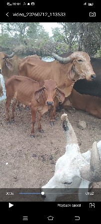 ચાર દેશી