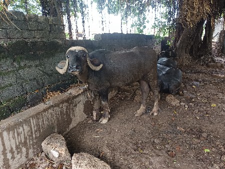 ખળેલી વેચવાની છે