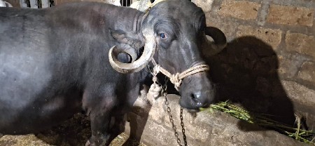ભેસ વેસવાનિ છે