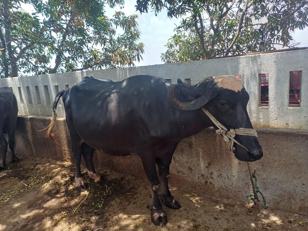 ભેસ  વેચવાની છે.