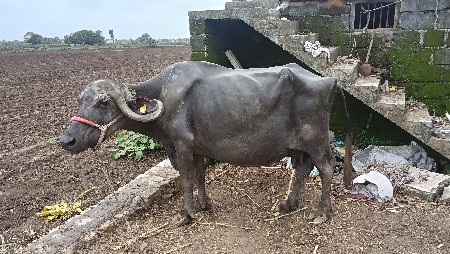ભેંસ વેચવાની છે
