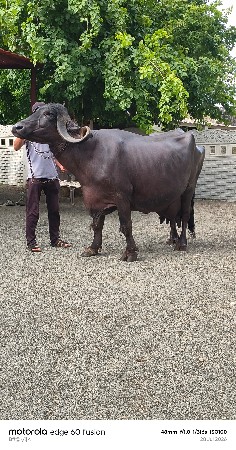 ભેંશ વેશવાની શે