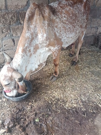 ગાય વેચવાની છે