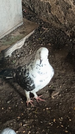 માદી વેચવાની છે