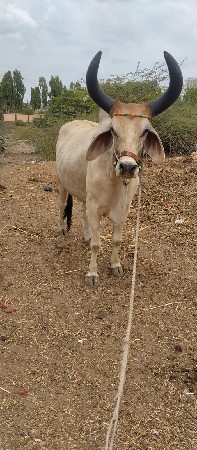એક બળદ વેચવાનો છે