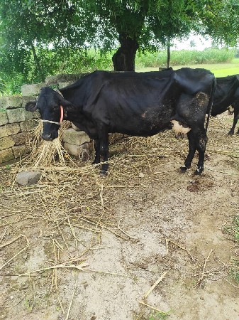 hf gayo vesvani se 4