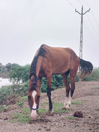 ઘોડી વેચવાની છે 25000