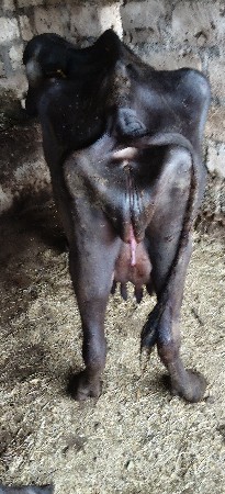 1 vetat