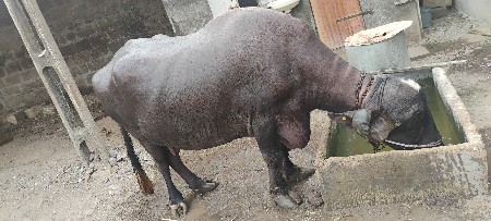 ભેંસ વેચવાની છે.