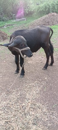 પાડી વેચવાની છે