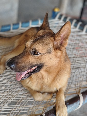 dog 🐶