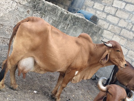 ગાય વેચવાની છે