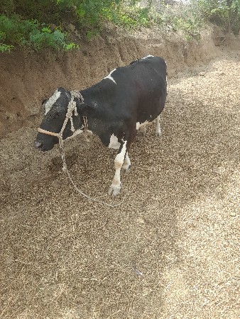 ગાયુ વેચવાની