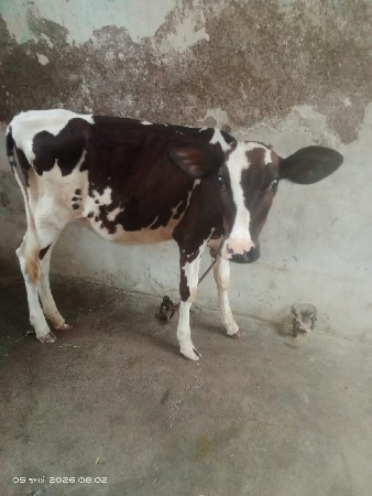 ઓરીજનલ H F‌ વાછડી વેચવાની છે