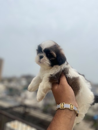 sitzu female