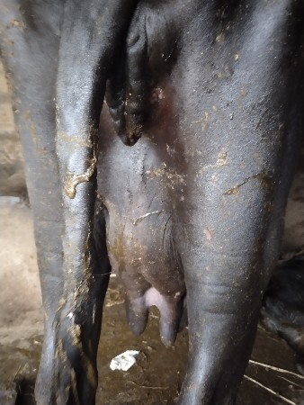 ભેંસ વેચવાની છે