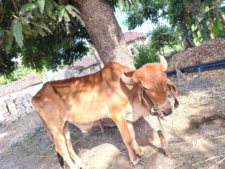 આ બાળધ આપી દેવાનો સે...