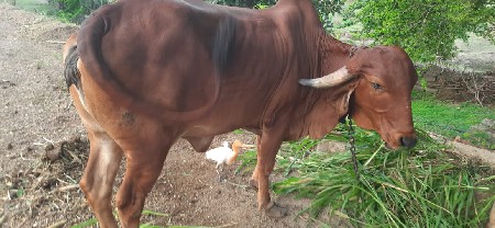 odki vechvani che