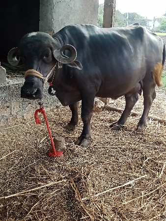 2 ખડેલી વેચવાની છે