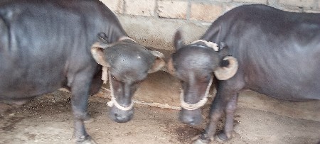 ખડેલી યુ વેચવાનીછે છે