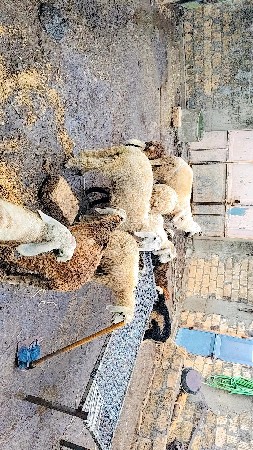 ઘેટા વેચવાના છે