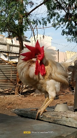 મરધો