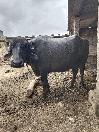 ભેંસ વેચવાની છે મો 9537003653