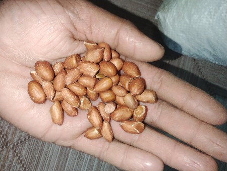 જીવીસ બિયારણ વૅશવા નું છે