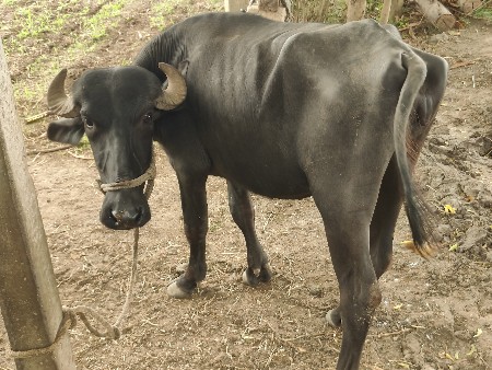 ખડેલી વેચવાની છે