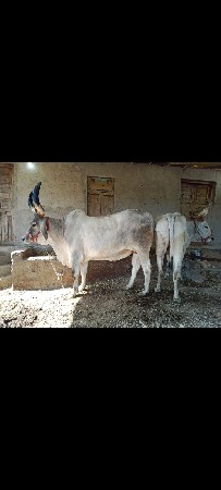 બળદ વેચવા નાં સે
