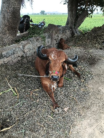 ગાય વેસવાની સે