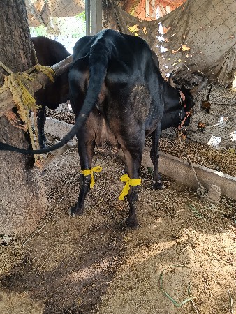 ગાય વેચવાની છે