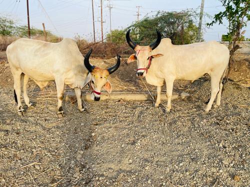 બળદ