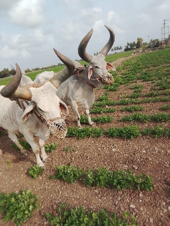 એકદંમ શાંત સ્વભાવ