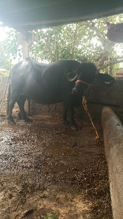 ભેંસ વેચવાની છે