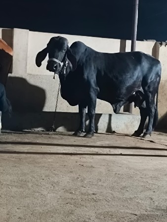 ક્રોસ ગાય વેચવાની છે