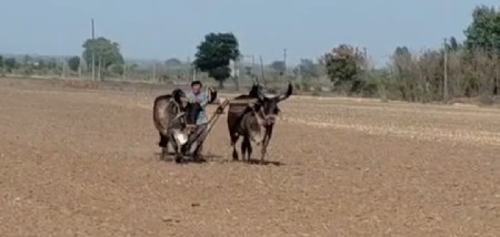 મોરલા