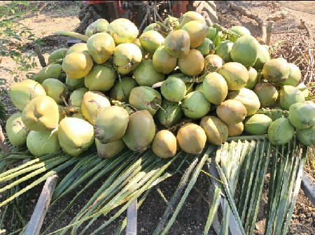 નારિયેળ દેવાના હોયતો કેજો