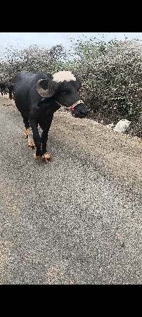 પાડાવેશવાનો