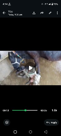 ગીર ક્રોસ