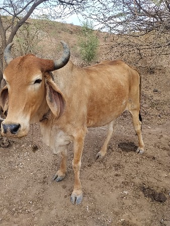 આ ગાય વેચવાની છે ત્રીજું વેતર