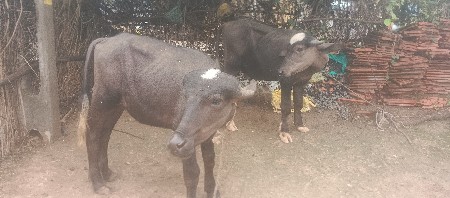 ચાદરા પાડા વેચવા