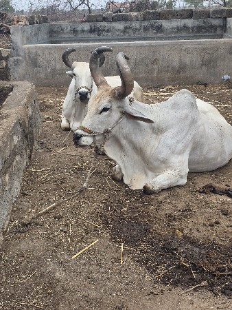 બળદ આપવાના છે