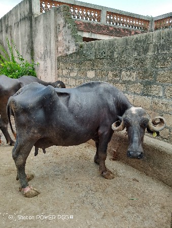 મહેશભાઈ