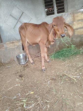 શાટા  કરવાના  સૈ