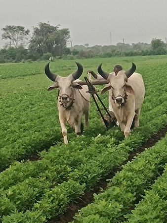 બળદ